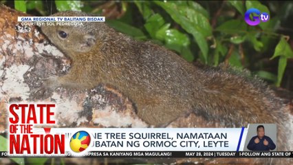 Philippine Tree Squirrel, namataan sa kagubatan ng Ormoc City, Leyte | SONA