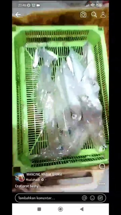 Fenomena Alam Muncul nya Makhluk Langka di laut