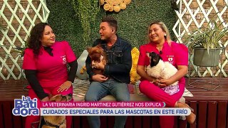 Presta atención a los cuidados que tu mascota debe recibir en el frío