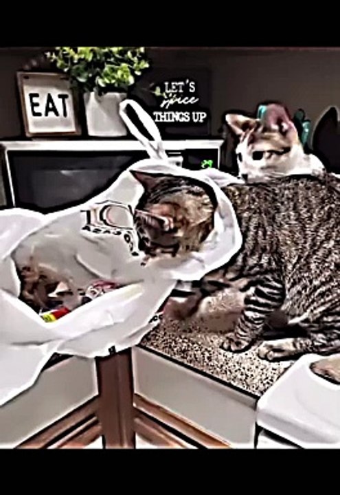Only fun cat funny video