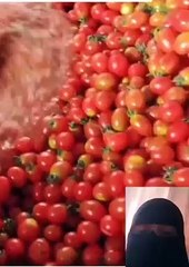 صلصة طماطم  المصانع