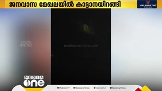 അട്ടപ്പാടി പ്ലാമരത്ത് ജനവാസമേഖലയിൽ കാട്ടാനയിറങ്ങി