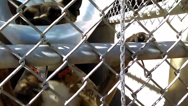 Old film❤️Easter Doggie Visit with Some of the Kids at Humane Society of Southern Arizona❤️2340 E. Kelvin Tucson AZ on 4-16-2017Mickey Charlie Hailey Chapa Lala Finite Cleo