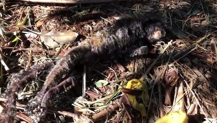 Macaquinho é encontrado morto na rua Veneza