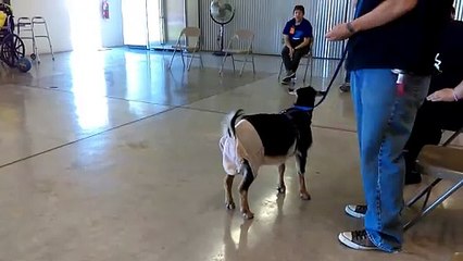 Old film❤️Happy The Goat - Testing to see if He passes to be considered for Pet VIP Therapy & Visitation Program at Humane Society of Southern Arizona Companions For Life Center❤️3465 E. Kleindale Tucson AZ on 4-14-2017