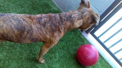 Old film❤️Meek 3y A579008 Pit Bull Getting Petting-Loving more valuable initially than treats but steps toward connection-trust began at Pima Animal Care Center❤️4000 N. Silverbell Tucson AZ on 4-17-2017Adopte5-26-2017