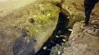 Video: Salvaron a un perro de morir de hipotermia en un canal de Oruro