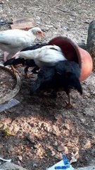 ayam makan