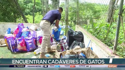 Hallan bolsas con cadáveres de animales en residencia en Chilibre