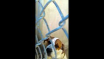 Old film❤️Some Adopted Kids I Love people have opened Hearts & Home from Humane Society of Southern Arizona❤️as 6-4-2017Charlie 1y Pet Id 838432Adopted6-4-2017 Eevee 2y Pet Id 841900Adopted6-4-2017 Bubba 8y Pet Id 840132Ad6-4-2017