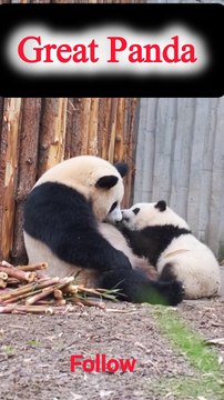 Adorable Panda Cub Cuddled by Loving Mom | Must-Watch Heartwarming Moment