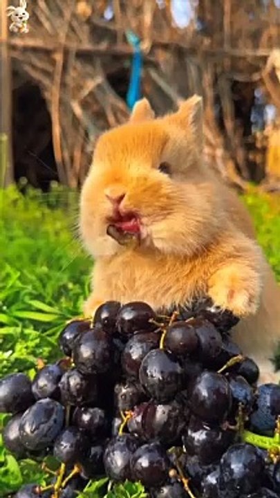Rabbit video