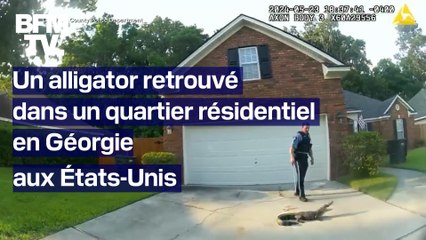 Скачать видео: États-Unis: un alligator retrouvé dans un quartier résidentiel en Géorgie