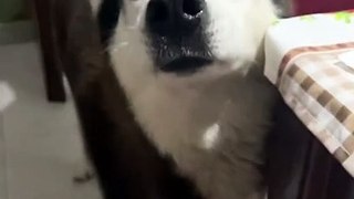 Ce chien est à mourir de rire avec son accent italien