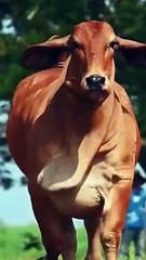 Qurbani_2k24_#qurbanistatus__#Qurbani2k24_#eidaladha_#eiduladha_#animal_#shouqeen_#trendingvideo(360p)