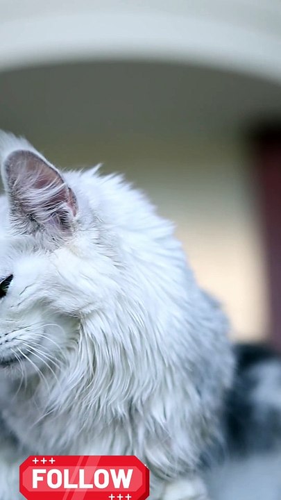 Amazing Cat Reaction 