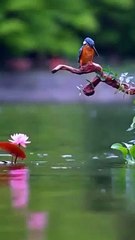 @Talent_innocent_️#animal_#funnyvideo_#1000subscriber_#1millionviews_#adventure_#birds(360p)