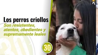 Día del Perro sin Raza: Un día para recordar a los criollos