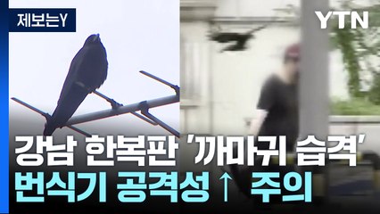 [제보는Y] 강남 한복판에서 '까마귀 습격'..."번식기 영향" / YTN