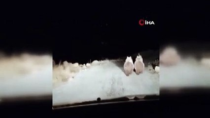Otomobiliyle giderken yolda gördüğü ayıları dakikalarca takip etti