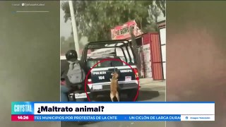 Autoridades de Hidalgo aseguran que perrita saltó de la patrulla