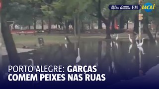 Vídeo flagra garças comendo peixes nas ruas de Porto Alegre