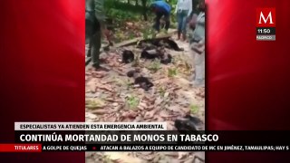 Persisten muertes de monos aulladores en Tabasco