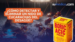 ¿Cómo detectar y eliminar un nido de cucarachas del desagüe?