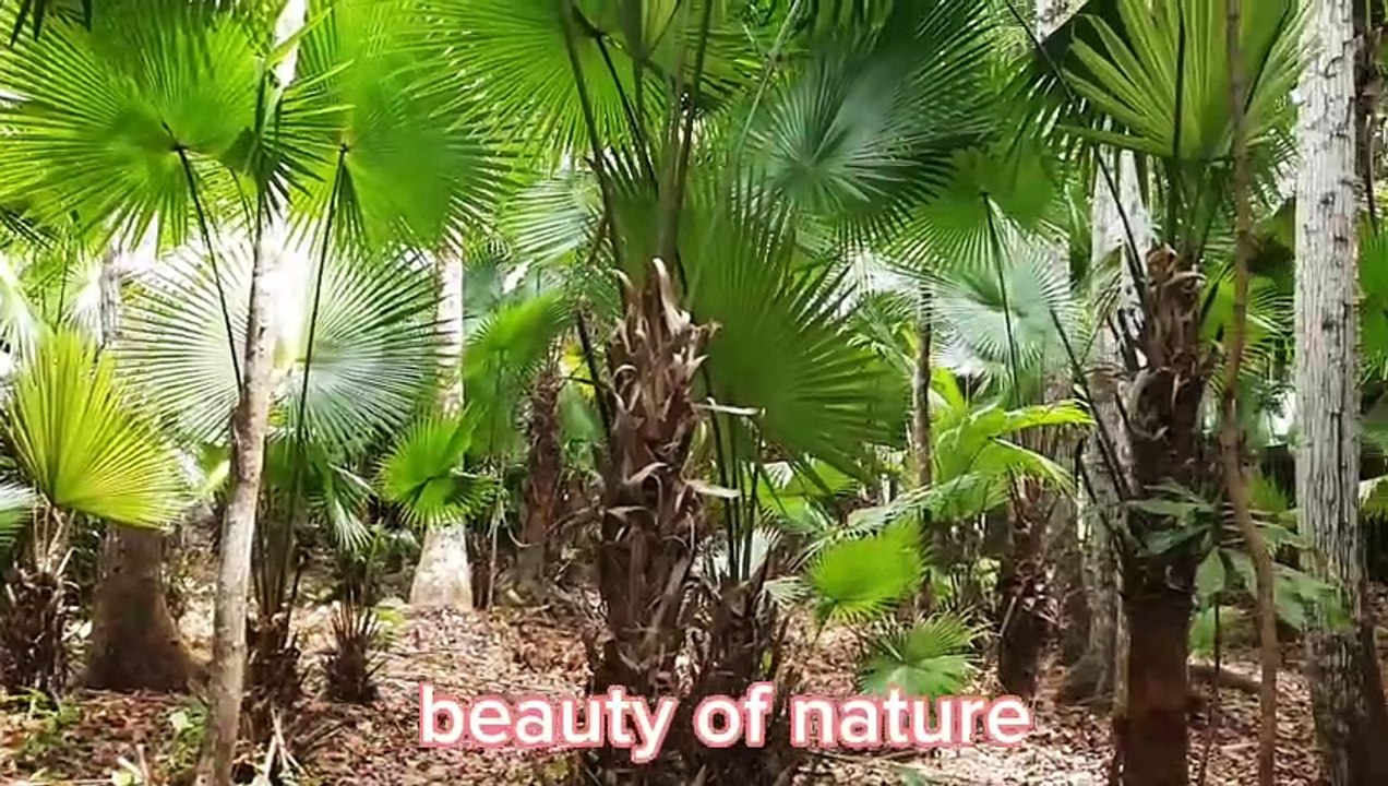 nature lover