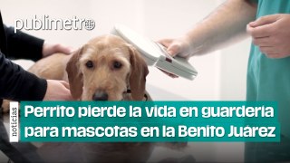 Perrito pierde la vida en guardería para mascotas en la Benito Juárez