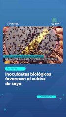 Inoculantes biológicos favorecen al cultivo de soya