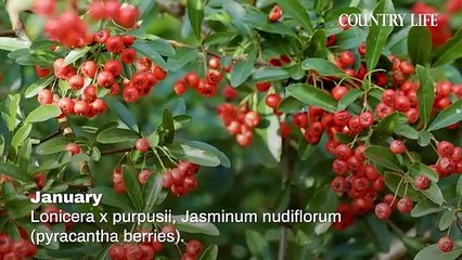 What Shrubs Have Colour All Year Round For Your Garden