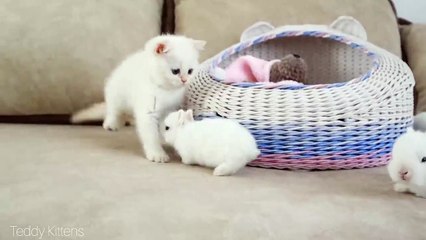 White kitten and white Tiny bunnies (720P_HD)
