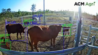 Cattle monitoring goes next level with artificial intelligence | May 29, 2024 | Queensland Country Life