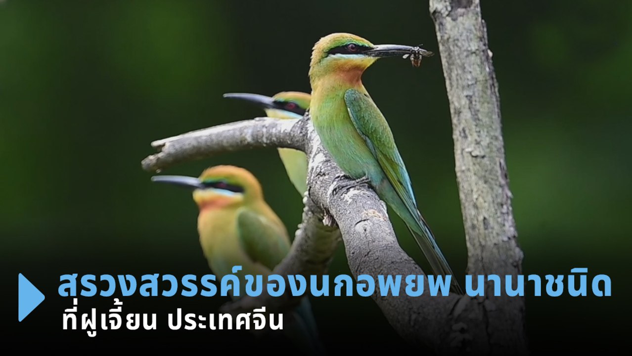 สรวงสวรรค์ของนกอพยพ นานาชนิด ที่ฝูเจี้ยน ประเทศจีน