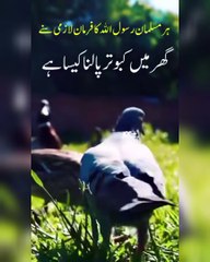 Hadees About Keeping Pigeons At Home II Ghar Main Kabootar Rakhna Kaisa Hai