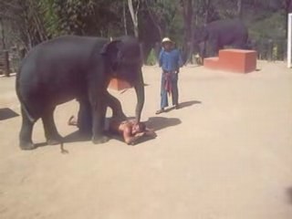 amine thailande massage elephant