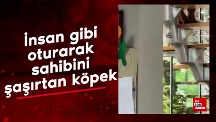 İnsan gibi oturarak sahibini şaşırtan köpek