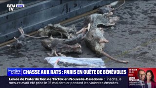 La mairie du 17e arrondissement de Paris déploie des pièges à rats connectés