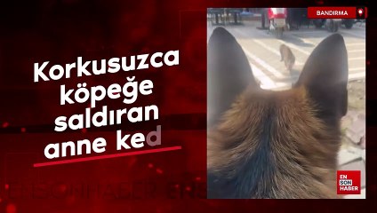 Korkusuzca köpeğe saldıran anne kedi