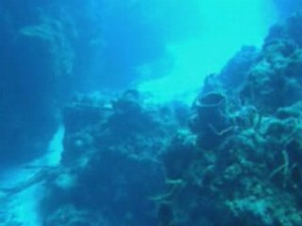 Plongée à Playa del Carmen, Isla Cozumel, Cenotes, Mexique