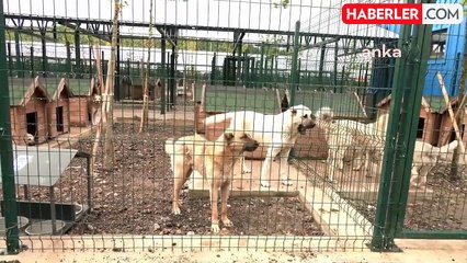 Sokak Hayvanlarının Uyutulmasına Tepki