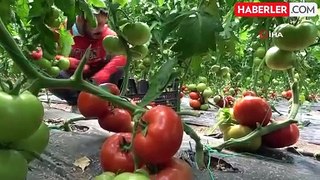 Amasya'da domates hasadı başladı, 100 bin ton rekolte bekleniyor