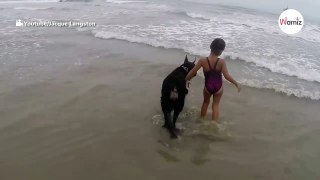 Riesenschnauzer stürmt am Strand auf kleines Mädchen zu und... (Video)
