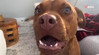 Rescue dog takes first step in forever home; his reaction is priceless (video)