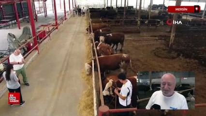 Mersin'de de kurbanlık satışları başladı, kıran kırana pazarlık