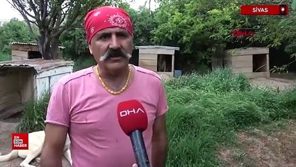 İklim değişikliği nedeniyle Kangal köpeği üretimi yüzde 50 düştü