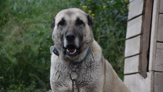 İklim değişikliği nedeniyle Kangal köpeği üretimi yüzde 50 düştü