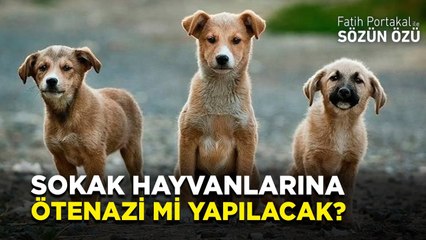 DEVLET SOKAK HAYVANLARINA “ÖTENAZİ” İSTER MİSİN DİYE SORACAKLAR