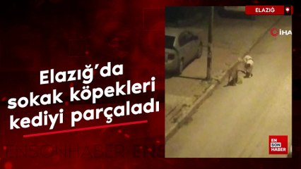 Elazığ’da sokak köpekleri kediyi parçaladı
